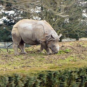 One horned rhino