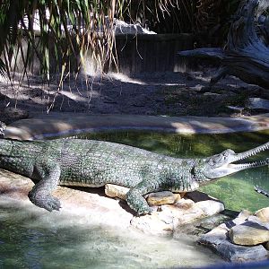 Gharial - St Augustine Gator Farm