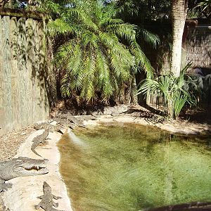 Siamese Crocodiles and their offspring