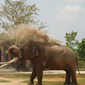 Dahlip - Miami Metrozoo