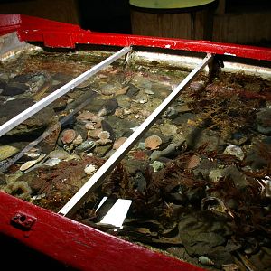 rockpool in boat