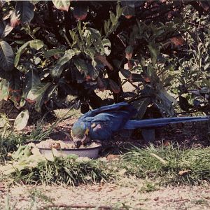 Blue and Yellow Macaw Chester Zoo 4 May 1983