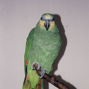 Orange-winged Amazon Parrot