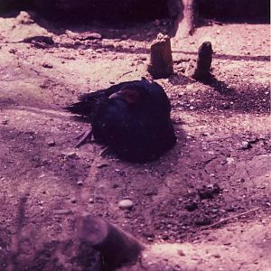 Imperial Pheasant hybrid London Zoo 28 September 1985