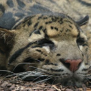 Clouded leopard @ Prague zoo