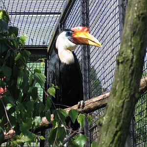 Wrinkled hornbill @ Prague zoo