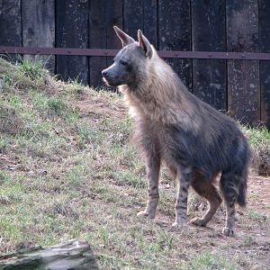 Brown hyena @ Prague zoo