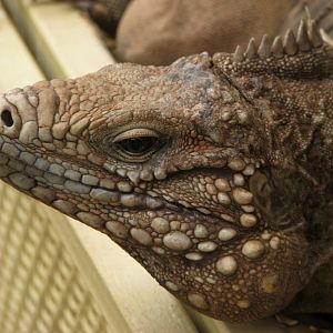 Cuban iguana @ Prague zoo