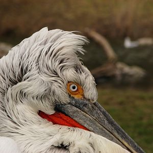 Dalmatian pelican @ Prague zoo