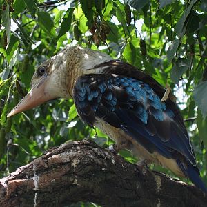 Blue-winged Kookaburra @ Prague zoo