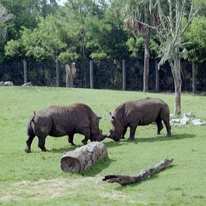 Southern White Rhinoceros - Jacksonville Zoo