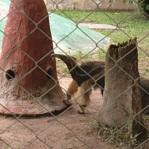 Racifi zoo - Brazil 2006