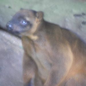 Cairns tropical zoo - 2005