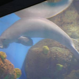 Dugong - Seaworld Gold coast 2005