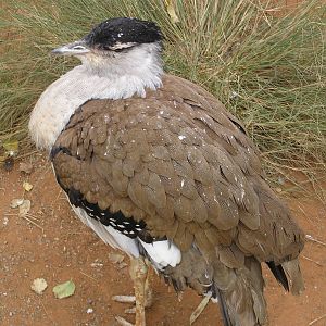 Austrailian bustard - Featherdale sanctuary 2005