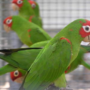 Conure spp. Safari world 2005