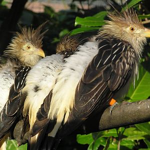 Guirra cuckoo - Banham zoo