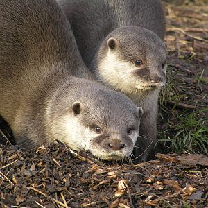 Short-clawed otter- Edinburgh