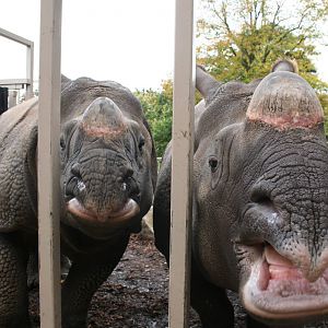 Indian rhino - Edinburgh zoo 2007