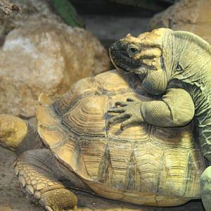 Rhinocerous iguana and African spurred tortoise - London zoo
