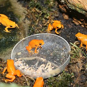 Golden mantella - London zoo 2007