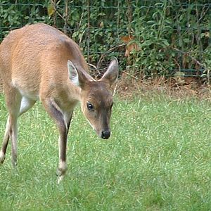 Four Horned Antelope - Paris JP, 2005