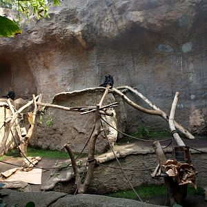 Pongoland - Chimpanzee indoor