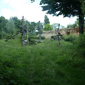 Pongoland - Chimpanzee enclosure