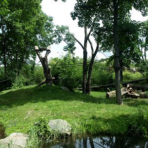 Pongoland - Bonobo enclosure