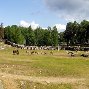 Borås Zoo - Savannah