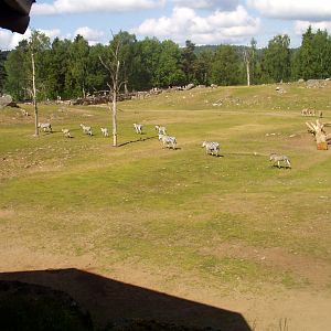 Borås Zoo - Savannah