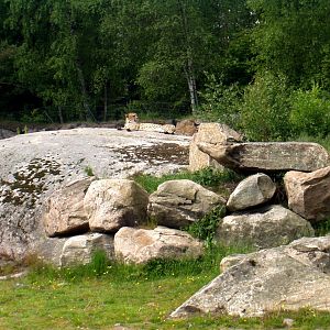 Borås Zoo - Cheetah