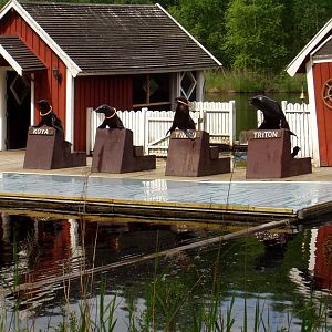 Borås Zoo - Fur seals