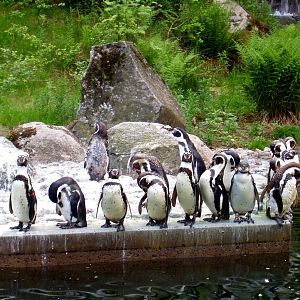 Borås Zoo - Penguins