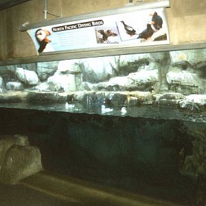 Puffin Exhibit