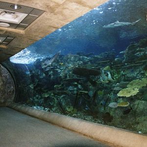 The Coral Reef Tunnel