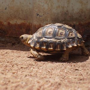 Baby leopard tortoise Bredls Nov 08