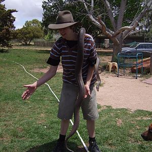 Olive Python Bredls Nov 08