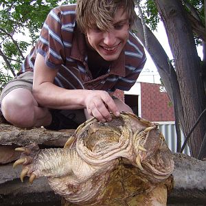 Snapping turtle Bredls Nov 08