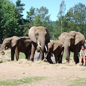 Boras Zoo Elephants on Savanna