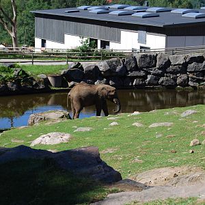 Elephant hause and Elephant on the savanna