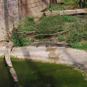 The Tropical Hause AmaZOOnas with Cuban Crocos