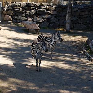 Zebras in Boras Zoo