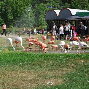 Flamingo Pool in ParkenZoo