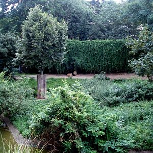 Cologne Zoo - Lion exhibit