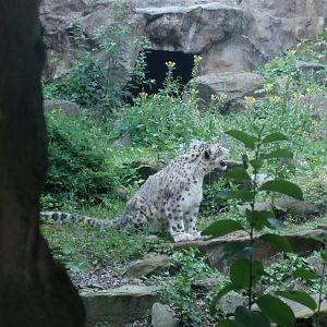 Cologne Zoo - Snow leopard