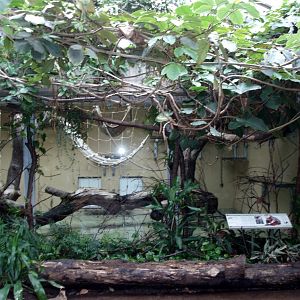 Cologne Zoo - Douc langur exhibit