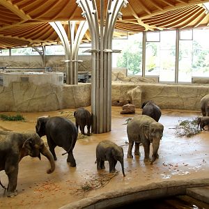 Cologne Zoo - Elephant Park