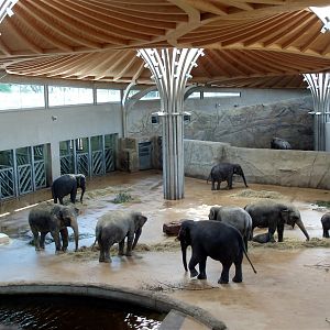 Cologne Zoo - Elephant Park