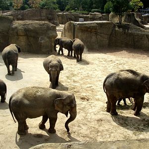 Cologne Zoo - Elephants